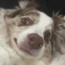 sharifv6's avatar