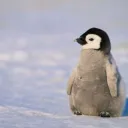 pengurinoo