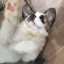 mydpy