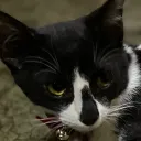 magicblackneko's Avatar