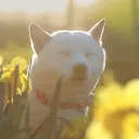 wooofer