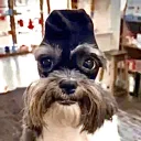 funkernickel