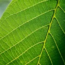 leafyhead