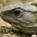 sphenodon