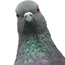 pigeon_facing