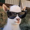 wargoat avatar