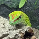 lizard00