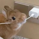 frankwabbit