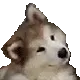 jorzen