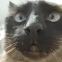 booooobooooo