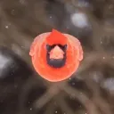 pakoh