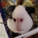 thebenbenben