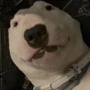peteristhicc9515