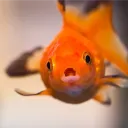 fishy1822