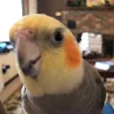 thehippojon