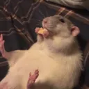.hepatiittirotta