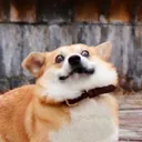 liipii