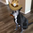 dxcoda