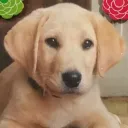 jakethedoggames