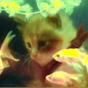 dtowncat