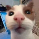 dtowncat
