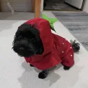 pooptrooper37