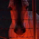 cerkoo