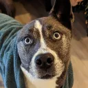 cerkoo