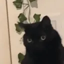 ashoo