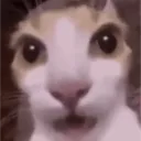 bongolalolie