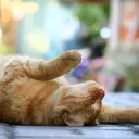 meow_meow.s