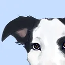 dozypawz