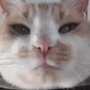 shitpasta