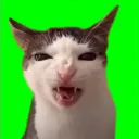 gambitera