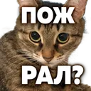 uzaimaidovich