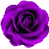 blackroses_023