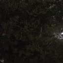 jellosenpai.