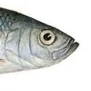 pakmel