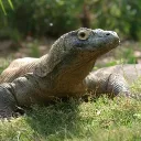 varanusindicus