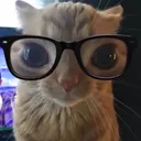 idppat1n