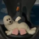 paw_.