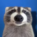 chocolattae