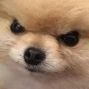 teemo.sh