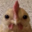 kitteroni