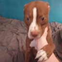 silv1337#8326's avatar