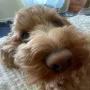 gleebie