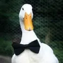 drspaceduck