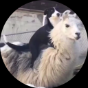 avatar Sergiu dragonu AK47