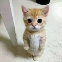 peepo.happy