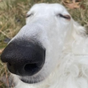 avatar Street Cat Emporium